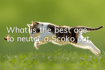 What is the best age to neuter a Scoko cat?