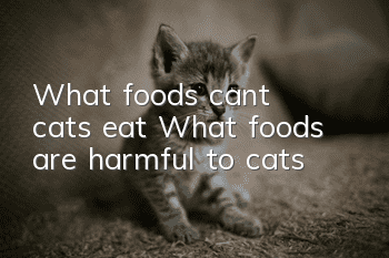 What foods can’t cats eat? What foods are harmful to cats?