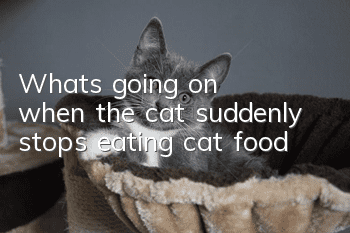 What's going on when the cat suddenly stops eating cat food?
