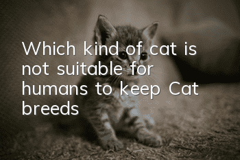 Which kind of cat is not suitable for humans to keep? Cat breeds!