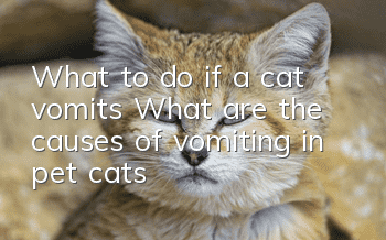 What to do if a cat vomits? What are the causes of vomiting in pet cats!
