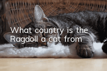 What country is the Ragdoll a cat from?