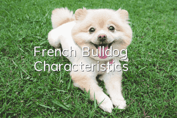 French Bulldog Characteristics