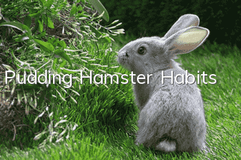 Pudding Hamster Habits
