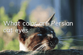 What color are Persian cat eyes?