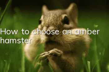 How to choose an amber hamster
