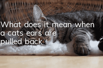 What does it mean when a cat's ears are pulled back?