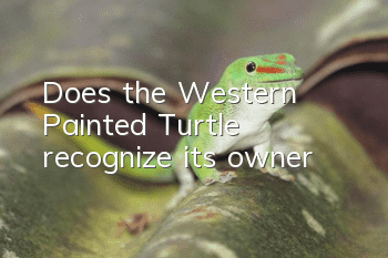 Does the Western Painted Turtle recognize its owner?