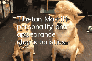 Tibetan Mastiff personality and appearance characteristics