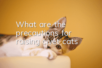What are the precautions for raising civet cats?