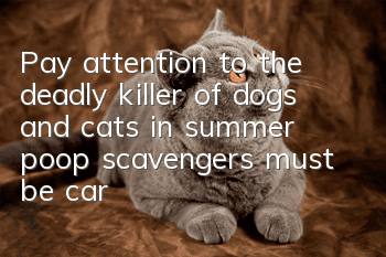 Pay attention to the deadly killer of dogs and cats in summer, poop scavengers must be careful!