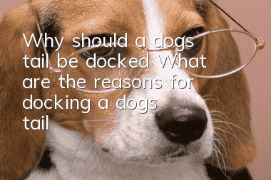 Why should a dog’s tail be docked? What are the reasons for docking a dog’s tail?