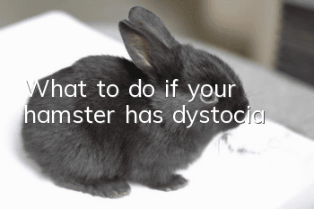 What to do if your hamster has dystocia