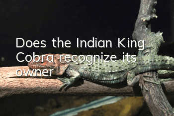 Does the Indian King Cobra recognize its owner?
