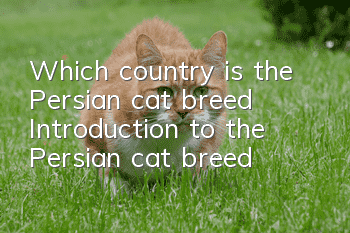 Which country is the Persian cat breed? Introduction to the Persian cat breed!