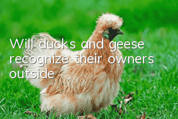 Will ducks and geese recognize their owners outside?