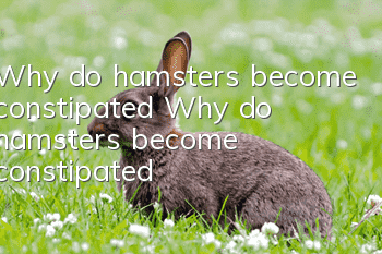 Why do hamsters become constipated? Why do hamsters become constipated?