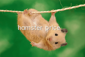 hamster price
