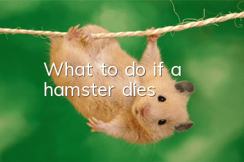 What to do if a hamster dies