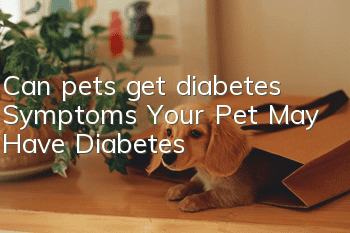 Can pets get diabetes? Symptoms Your Pet May Have Diabetes