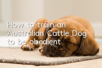 How to train an Australian Cattle Dog to be obedient