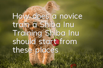 How does a novice train a Shiba Inu? Training Shiba Inu should start from these places