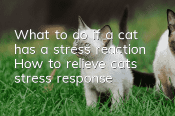 What to do if a cat has a stress reaction? How to relieve cat’s stress response?