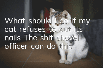 What should I do if my cat refuses to cut its nails? The shit shovel officer can do this!