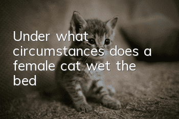 Under what circumstances does a female cat wet the bed?