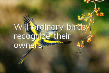 Will ordinary birds recognize their owners?