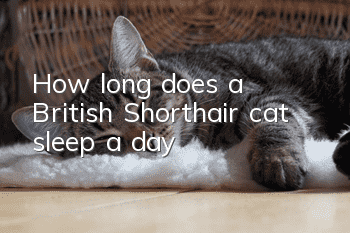 How long does a British Shorthair cat sleep a day?