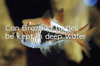Can Brazilian turtles be kept in deep water?