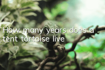 How many years does a tent tortoise live?