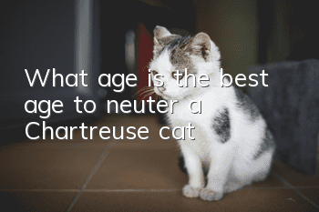 What age is the best age to neuter a Chartreuse cat?