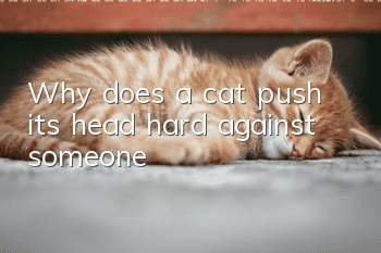 Why does a cat push its head hard against someone?
