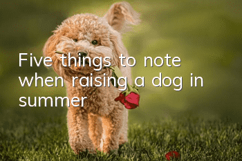 Five things to note when raising a dog in summer