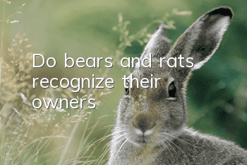 Do bears and rats recognize their owners?