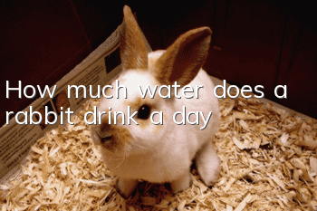 How much water does a rabbit drink a day?