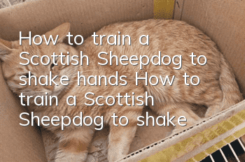 How to train a Scottish Sheepdog to shake hands? How to train a Scottish Sheepdog to shake hands!