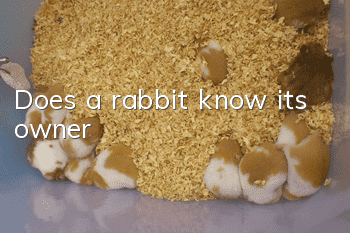 Does a rabbit know its owner?