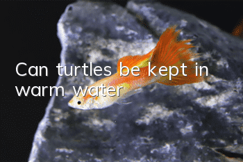 Can turtles be kept in warm water?