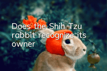 Does the Shih Tzu rabbit recognize its owner?