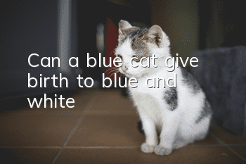Can a blue cat give birth to blue and white?