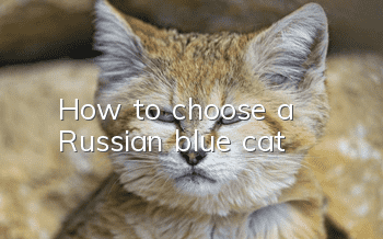How to choose a Russian blue cat