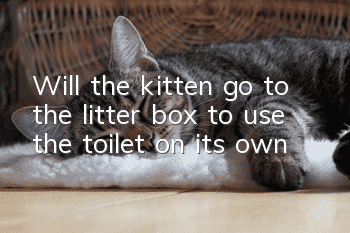 Will the kitten go to the litter box to use the toilet on its own?