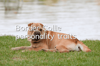 Border Collie personality traits