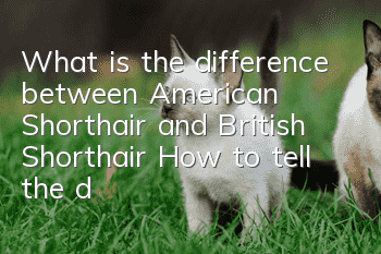 What is the difference between American Shorthair and British Shorthair? How to tell the difference between a British Shorthair cat and an American Shorthair cat?