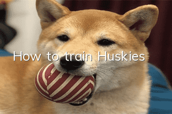 How to train Huskies