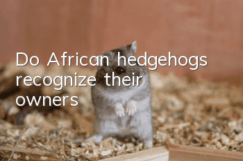 Do African hedgehogs recognize their owners?