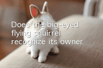 Does the big-eyed flying squirrel recognize its owner?